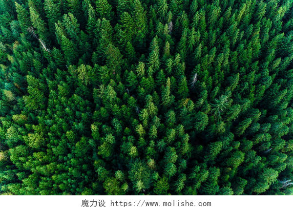 乌克兰喀尔巴鄂山脉的云杉森林312植树节